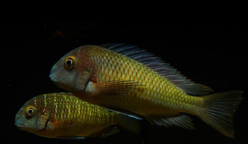 Tropheus moorii 'Lufubu'